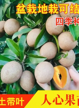 优质食用人心果树苗软枝四季水果人参果漂亮当年挂果带果南方种植