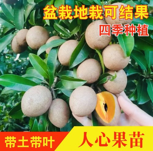 优质食用人心果树苗软枝四季水果人参果漂亮当年挂果带果南方种植