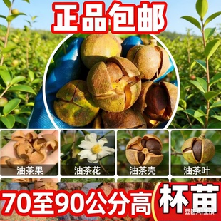 广西软枝3号香花油茶单果高产实生苗油茶苗榨油茶籽果树苗阳台庭