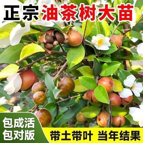 广西正宗油茶树苗实生苗当年结果油茶苗茶树苗油茶苗茶树苗长林芩