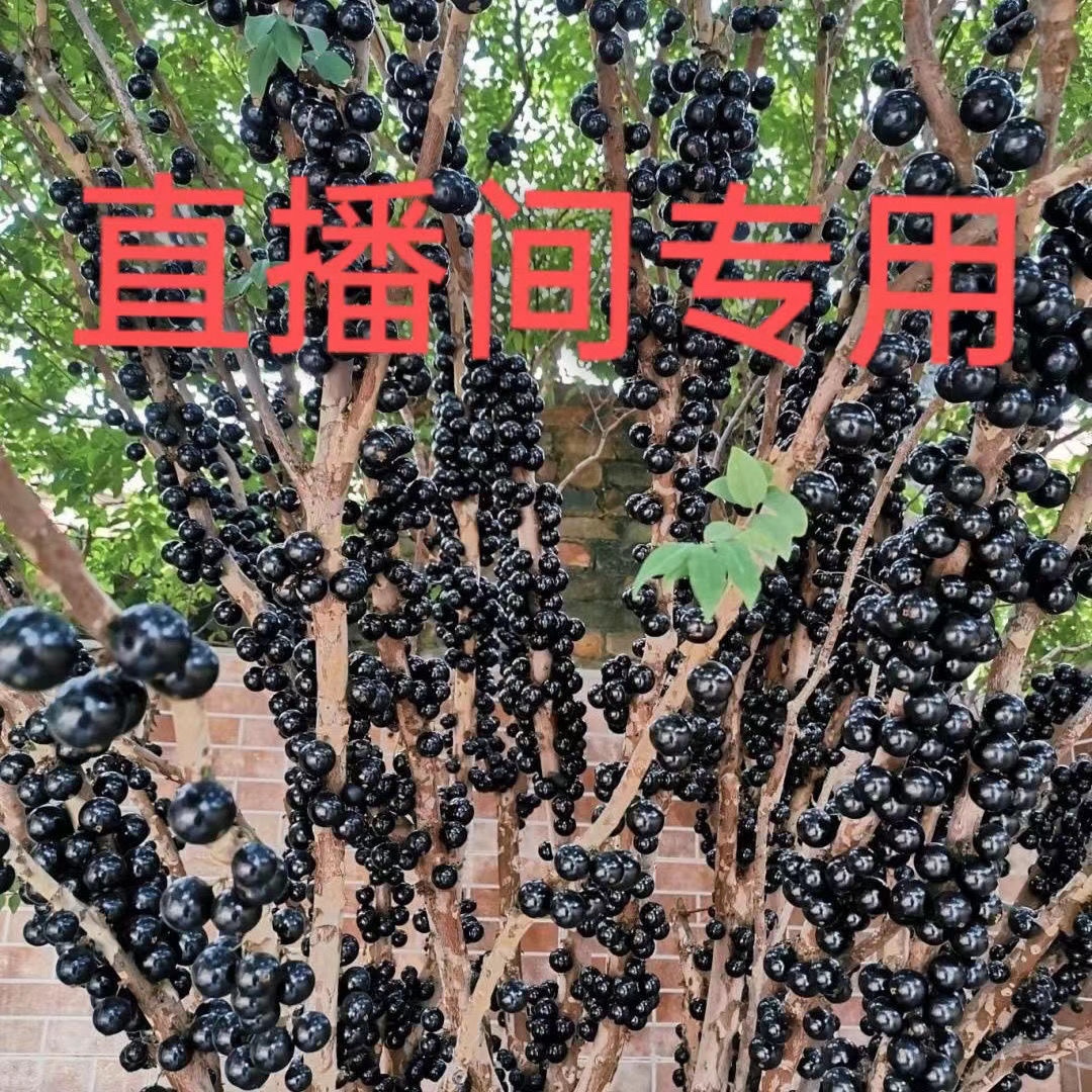 鲜花绿植沙巴艾斯卡嘉宝果树一物一拍