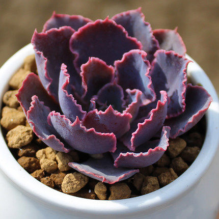 多肉植物  晚霞之舞 盆栽组合