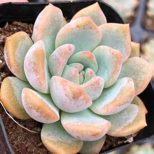 多肉植物 雪媚娘  5cm
