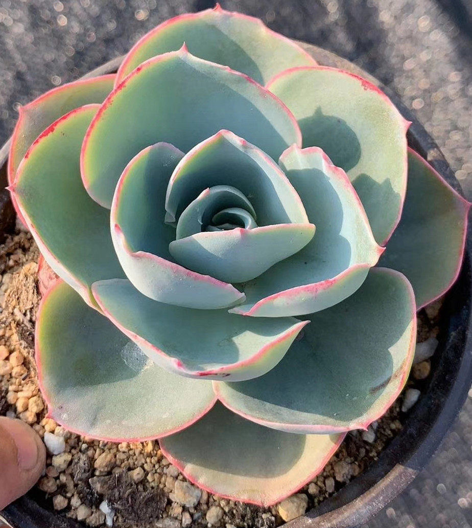 多肉植物 达芬奇密码  8cm