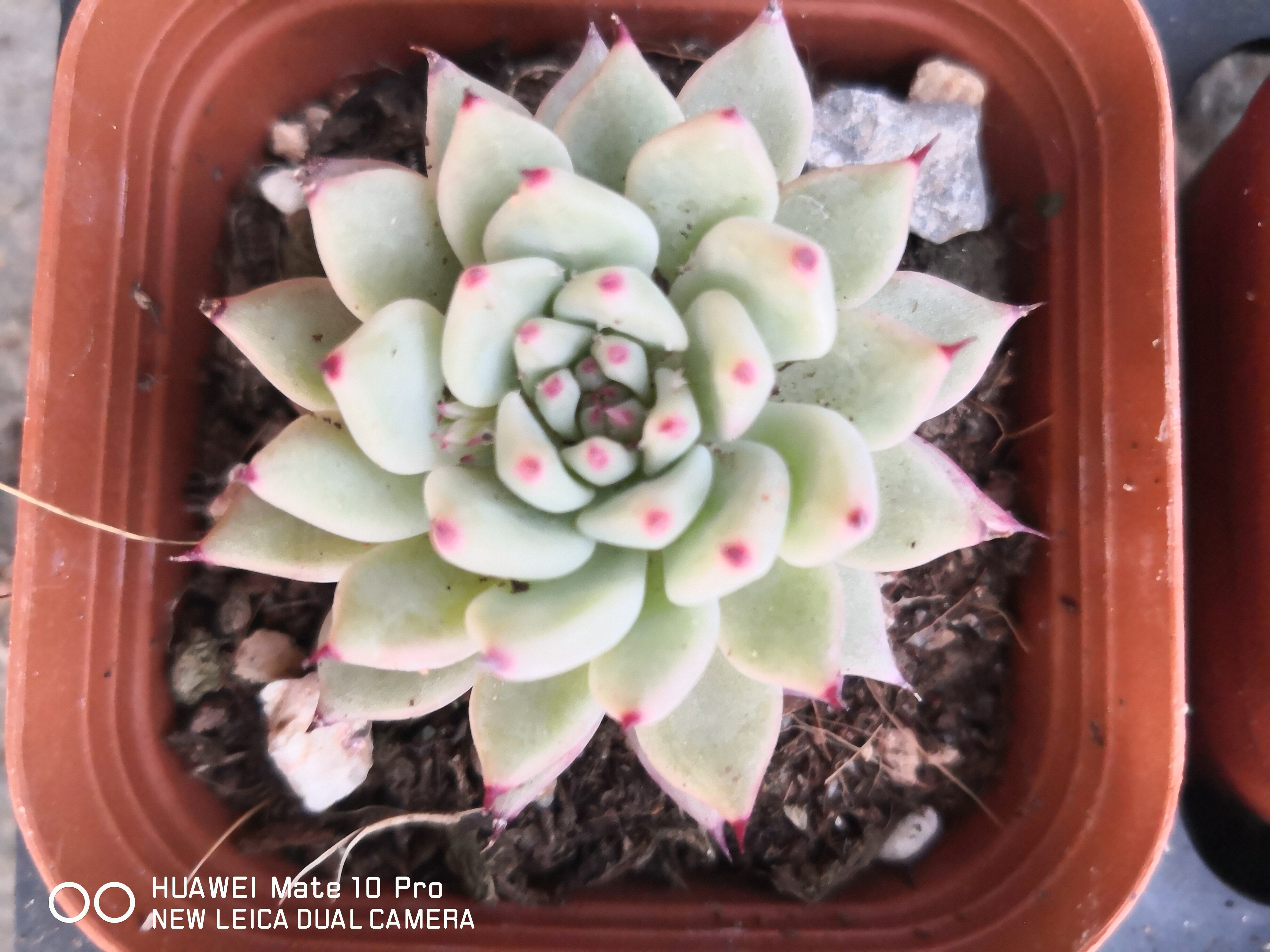 多肉植物  原始绿爪6cm