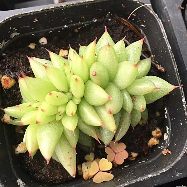 多肉植物 组合盆栽    虎鲸缀化7cm纸风车缀化