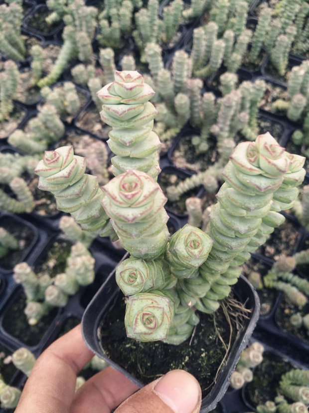 多肉牡丹钱串耐旱植物