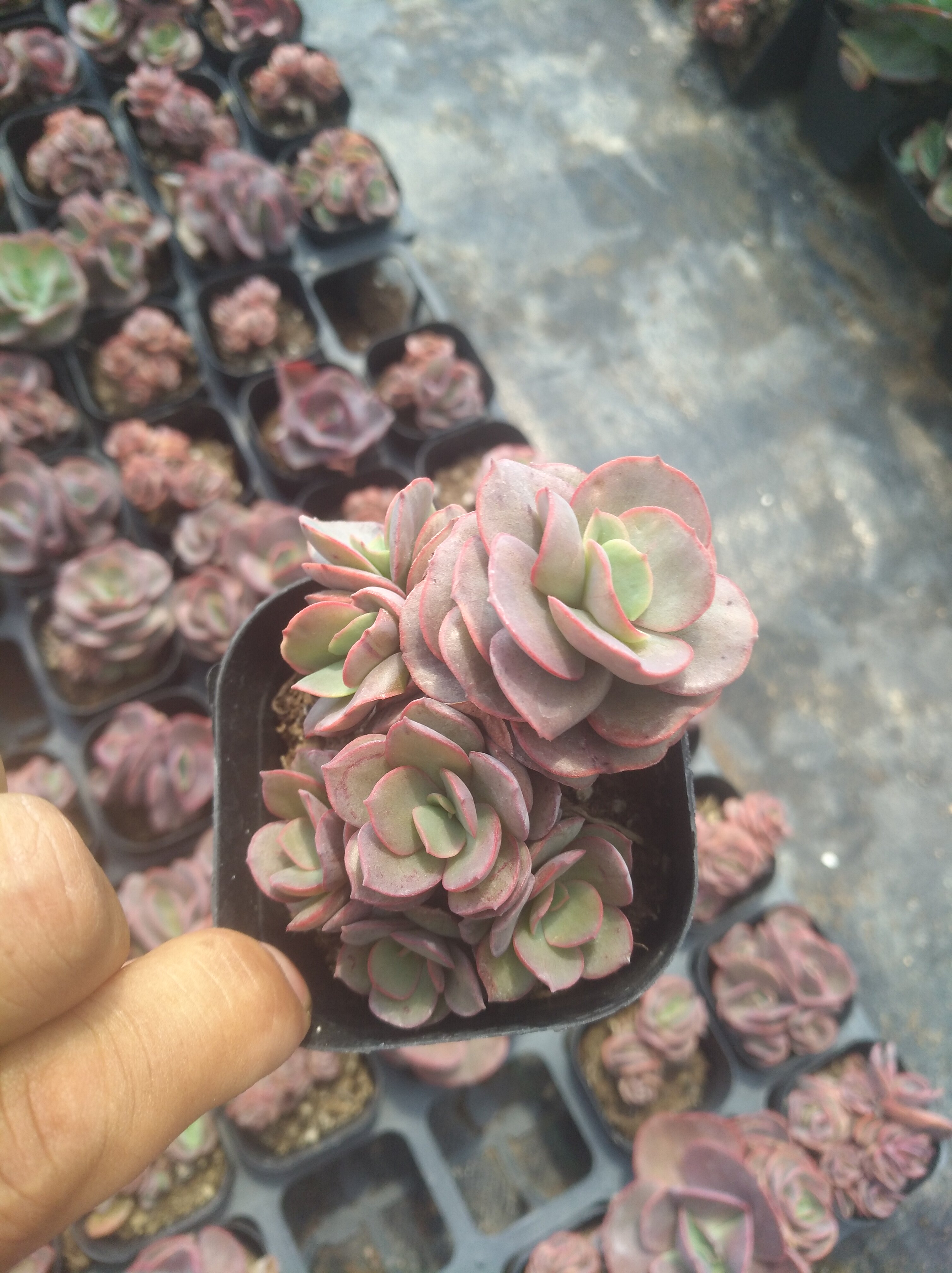 【不一样】秀妍 多肉植物6cm左右