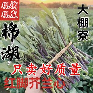 特产红脚芥蓝菜当季新鲜农家自种甜杆芥兰菜心香味浓郁潮汕蔬菜
