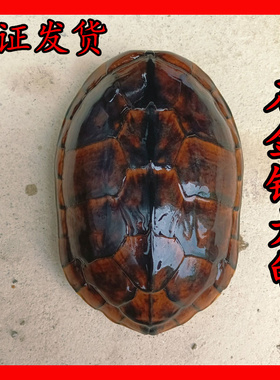 外塘南石龟纯种石金钱大龟 煲汤药食用肉龟老种龟繁殖下蛋招财龟