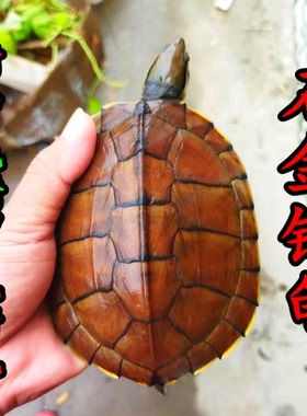 正宗招财石金钱龟 情侣南石龟黄喉拟水龟 鱼缸观赏宠物镇宅龟活体