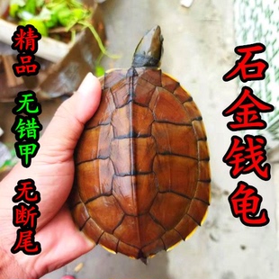 情侣南石龟黄喉拟水龟 正宗招财石金钱龟 鱼缸观赏宠物镇宅龟活体
