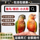活体小太阳鹦鹉会说话手养亲人凤梨黄边肉桂小鸟宠物鸟类半毛雏鸟