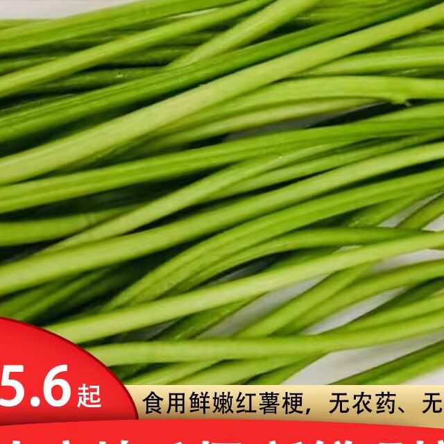 地瓜梗鲜红薯梗新鲜现摘自种包邮