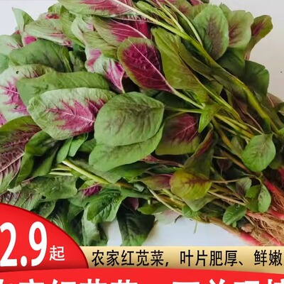 红苋菜红米苋新鲜现挖长寿菜包邮
