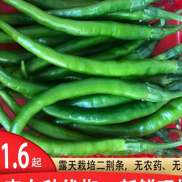 辣椒线椒二荆条新鲜现摘露天包邮