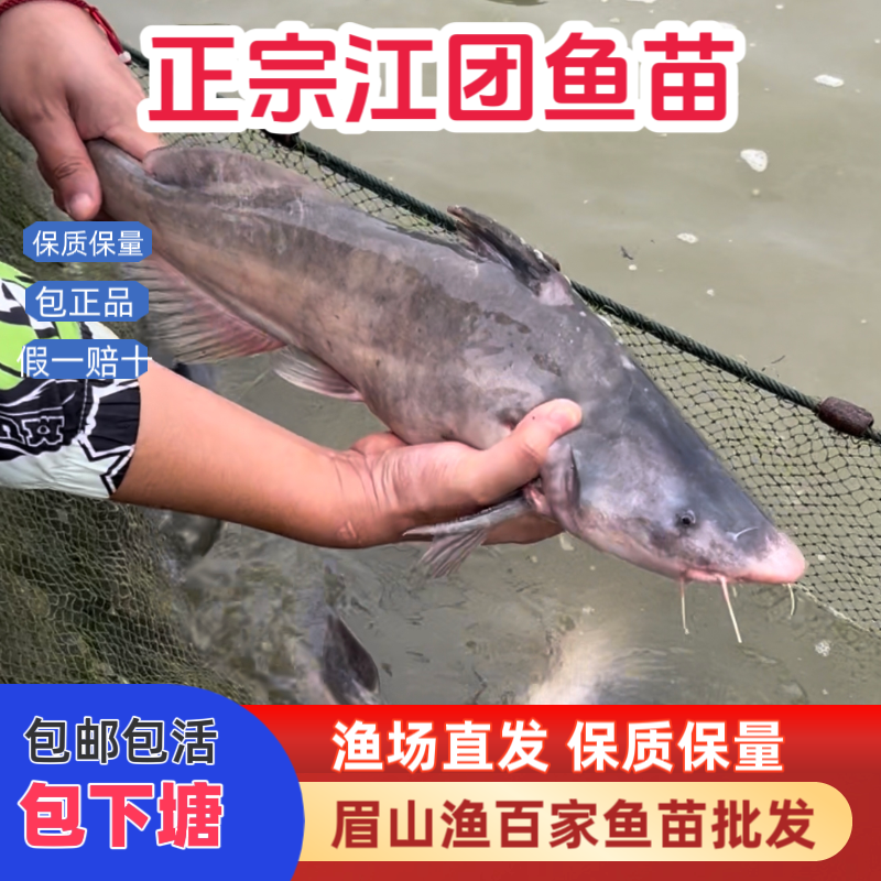 正宗江团鱼苗长吻鮠（假一赔十）名贵淡水养殖食用特种鱼好养易活