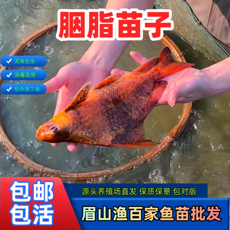 中华胭脂鱼苗一帆风顺鱼观赏鱼