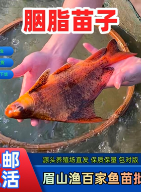 中华胭脂鱼苗一帆风顺鱼观赏鱼