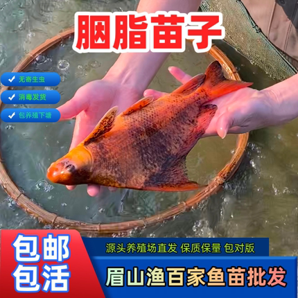 中华胭脂鱼苗一帆风顺鱼名贵淡水养殖食用活鱼小鱼苗食用观赏鱼