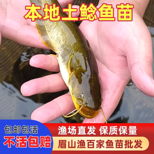 正宗本地土鲶鱼苗（非大口鲶）凶猛淡水鱼养殖食用小口鲶沟鲶河鲶