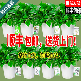 新房绿萝盆栽室内客厅绿植花卉家用净化空气长藤绿箩植物室内吊兰