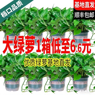 新房绿萝盆栽室内客厅绿植花卉家用净化空气长藤绿箩植物室内吊兰