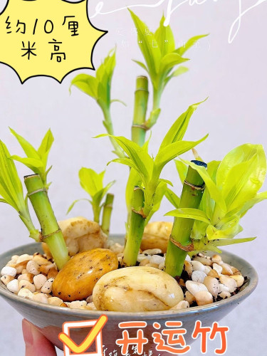 带根富贵竹开运竹水培植物花卉室内绿植盆栽客厅盆景好养转运竹子