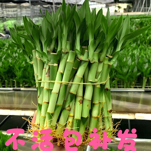 节节高15厘米竹子水培富贵竹植物开运竹客厅直竹子盆栽招财室内