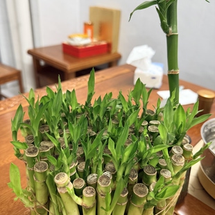 富贵竹开运竹水培土培植物花卉室内绿植小盆栽客厅盆景带根好养活