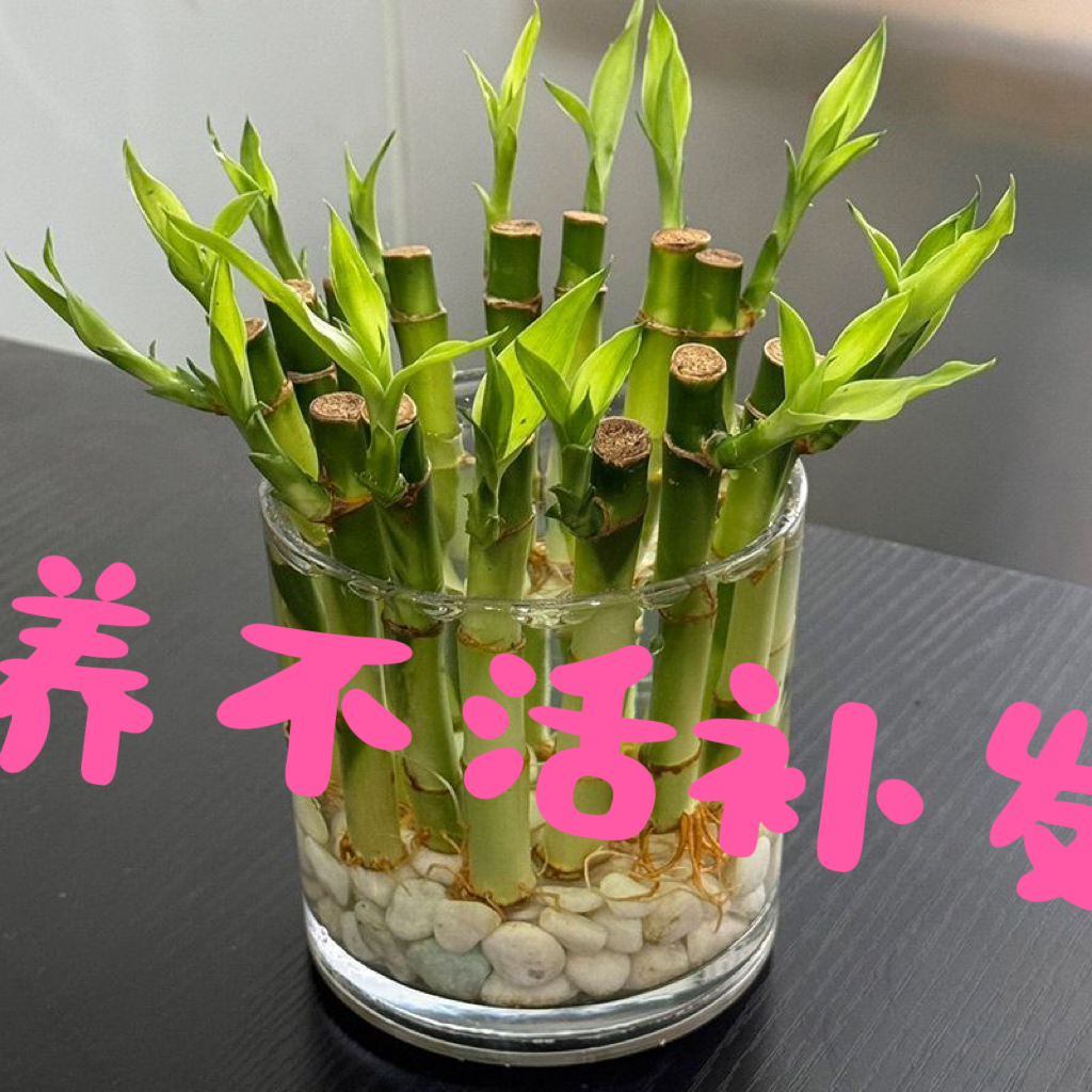 长芽带根开运竹特别编织造型水养富贵竹小号迷你水竹文昌竹水培