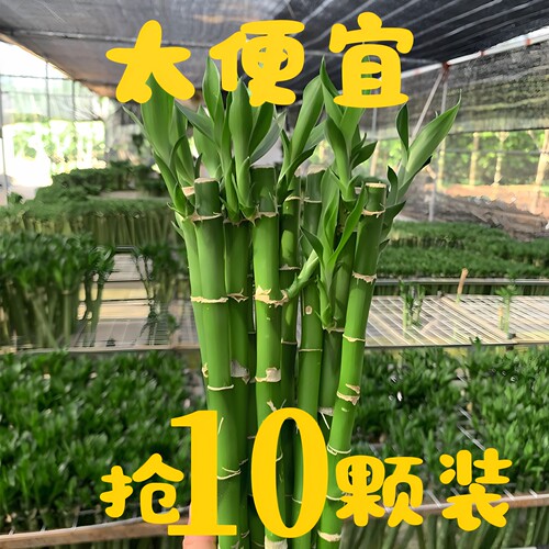 网红植物招财竹细叶富贵竹好养四季常青卧室客厅净化空气水培植物