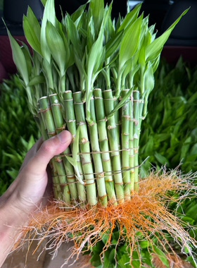 长芽带根开运竹富贵竹短款富贵竹水培迷你水竹文昌竹水培桌面绿植