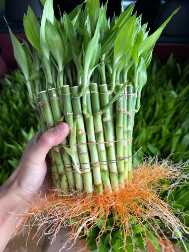 长芽带根开运竹富贵竹短款富贵竹水培迷你水竹文昌竹水培桌面绿植