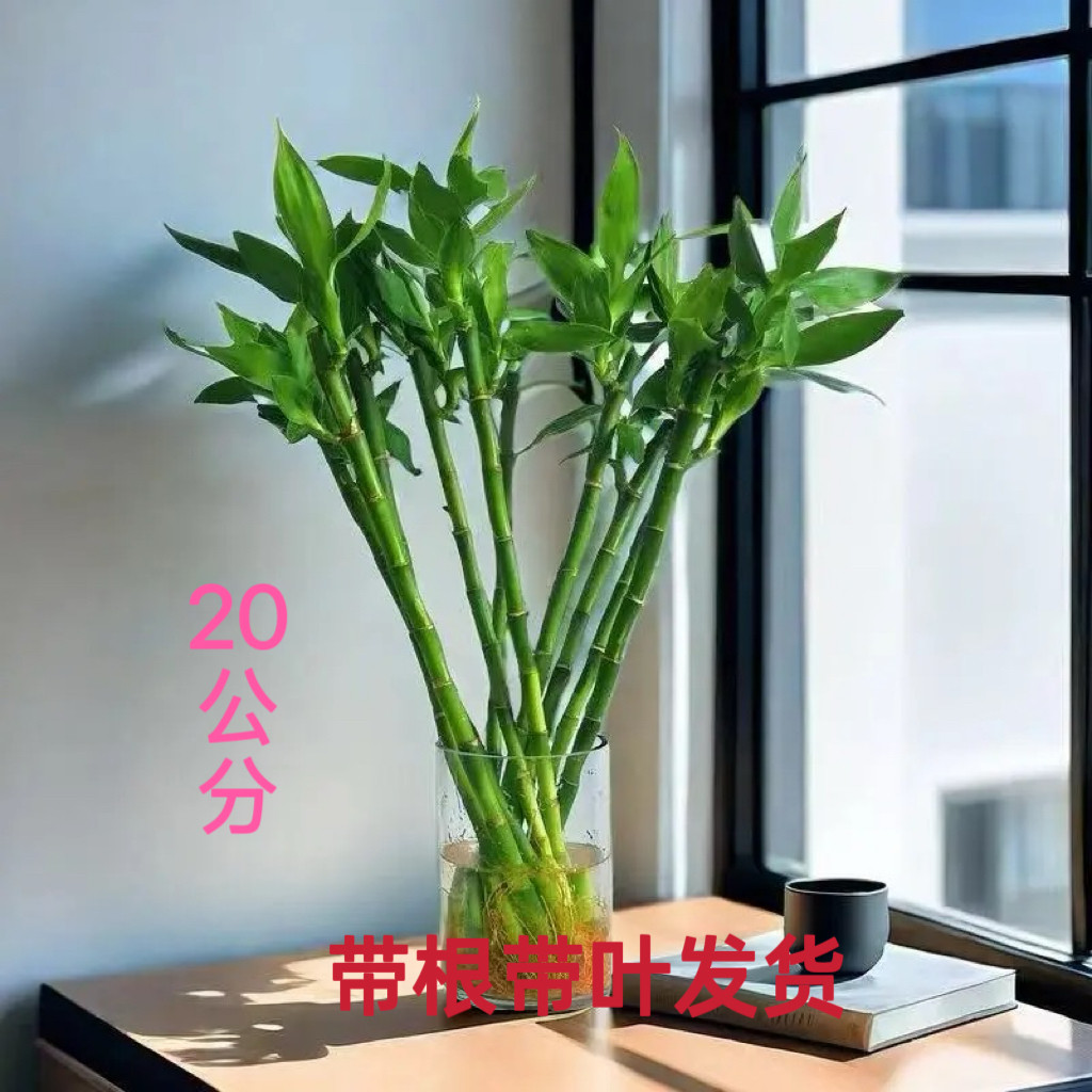 节节高开运竹水培植物室内桌面盆水培绿植