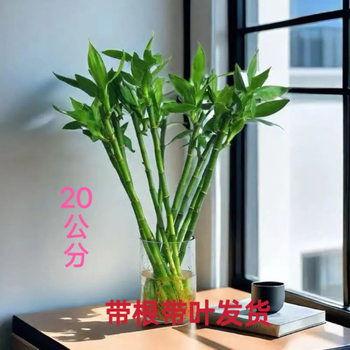 节节高开运竹水培植物室内桌面盆栽好养花卉绿植荷花竹净化美观