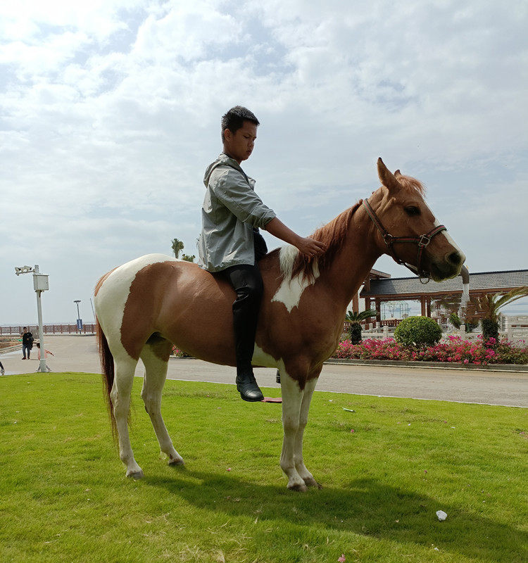 纯血马阿拉伯马活物蒙古马宠物马大马迷你萌宠德保矮马设特兰包邮