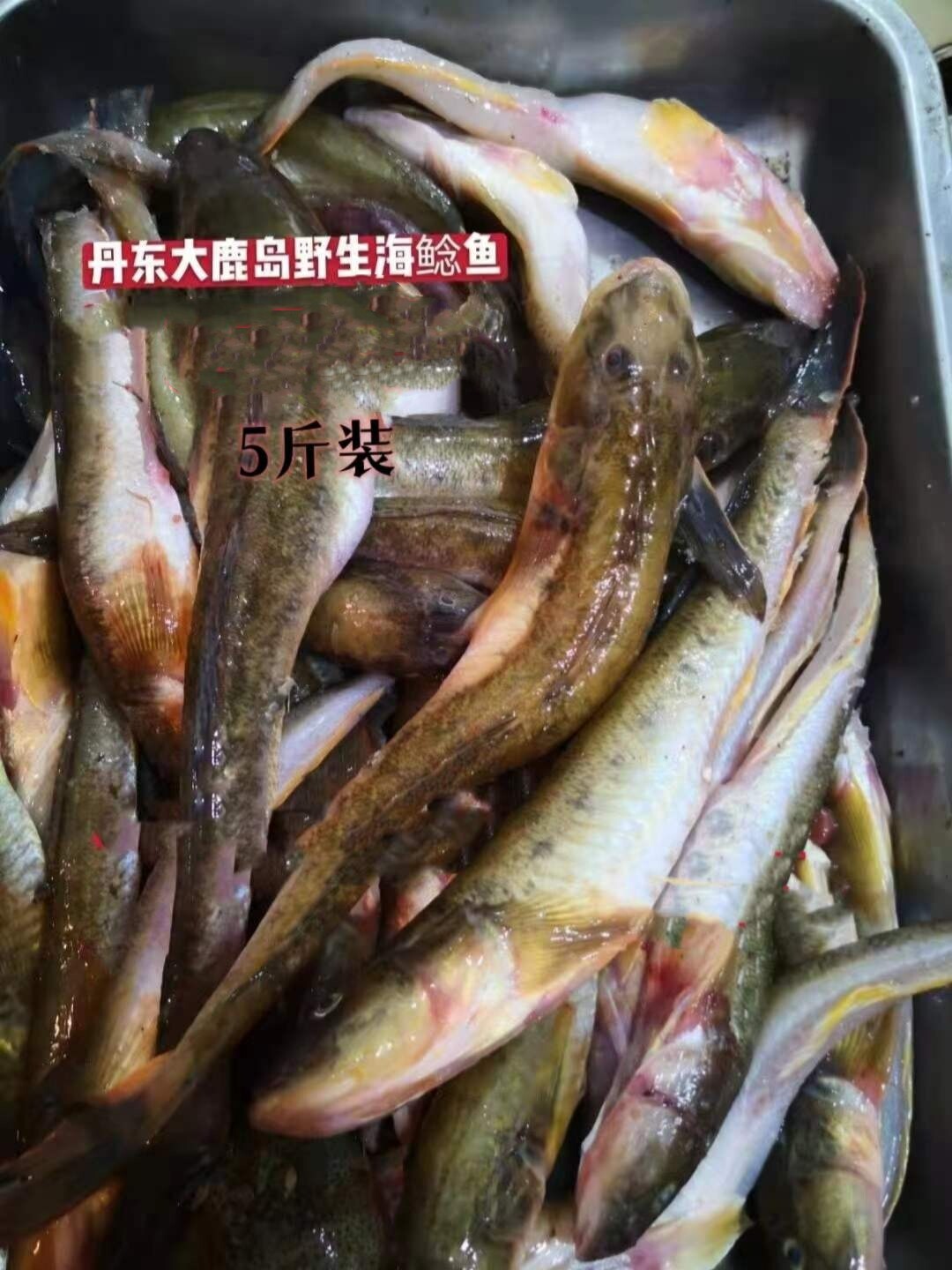 海捕扔巴鱼海鲶鱼沙光鱼丹东新鲜海鲜鲜活海杂鱼冷冻发货5斤包邮
