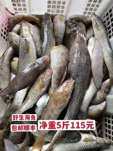 海杂鱼海鲜鲜活冷冻杂拌鱼纯正小海鱼丹东海鲜5斤115元包邮