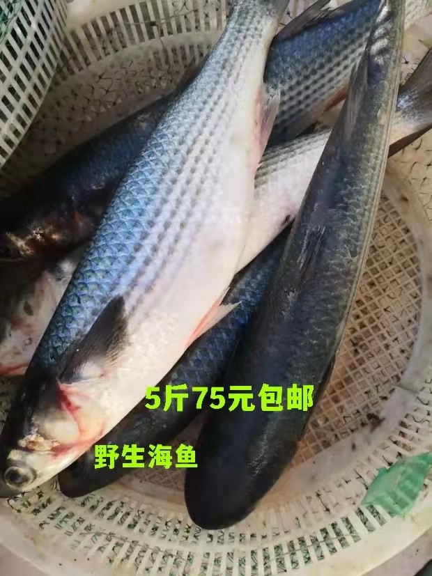 海杂鱼新鲜海梭鱼黄海梭鱼海鱼海鲜冷冻水产红眼梭子鱼