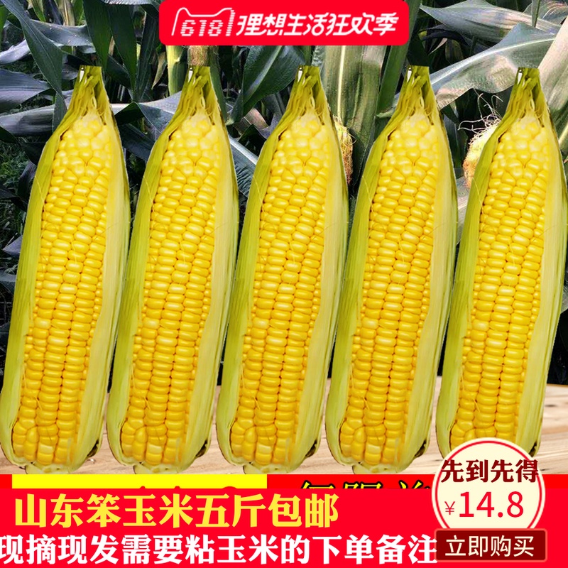 ÐÂÏÊÓñÃ×ÏÖÕªÏÖ·¢É½¶«Ìزú»Æ±¿ÓñÃ×Õ³ÓñÃ×°×ÓñÃ×Îå½ï°üÓÊ