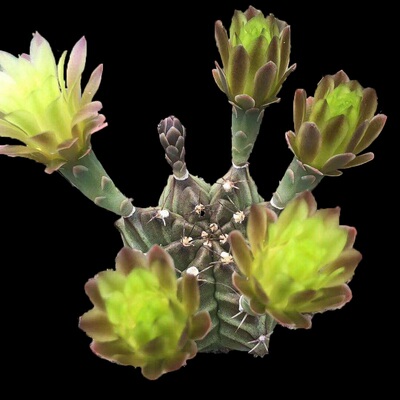 绿花瓦格牡丹仙人球新品稀有大花美花丽花多肉植物实生一物一拍