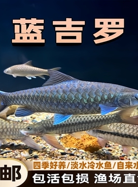 保山蓝吉罗新光唇鱼苗淡水观赏鱼吉祥鱼异口原生吉罗鱼自来水可养