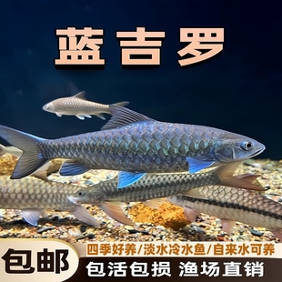 保山蓝吉罗新光唇鱼苗淡水观赏鱼吉祥鱼异口原生吉罗鱼自来水可养