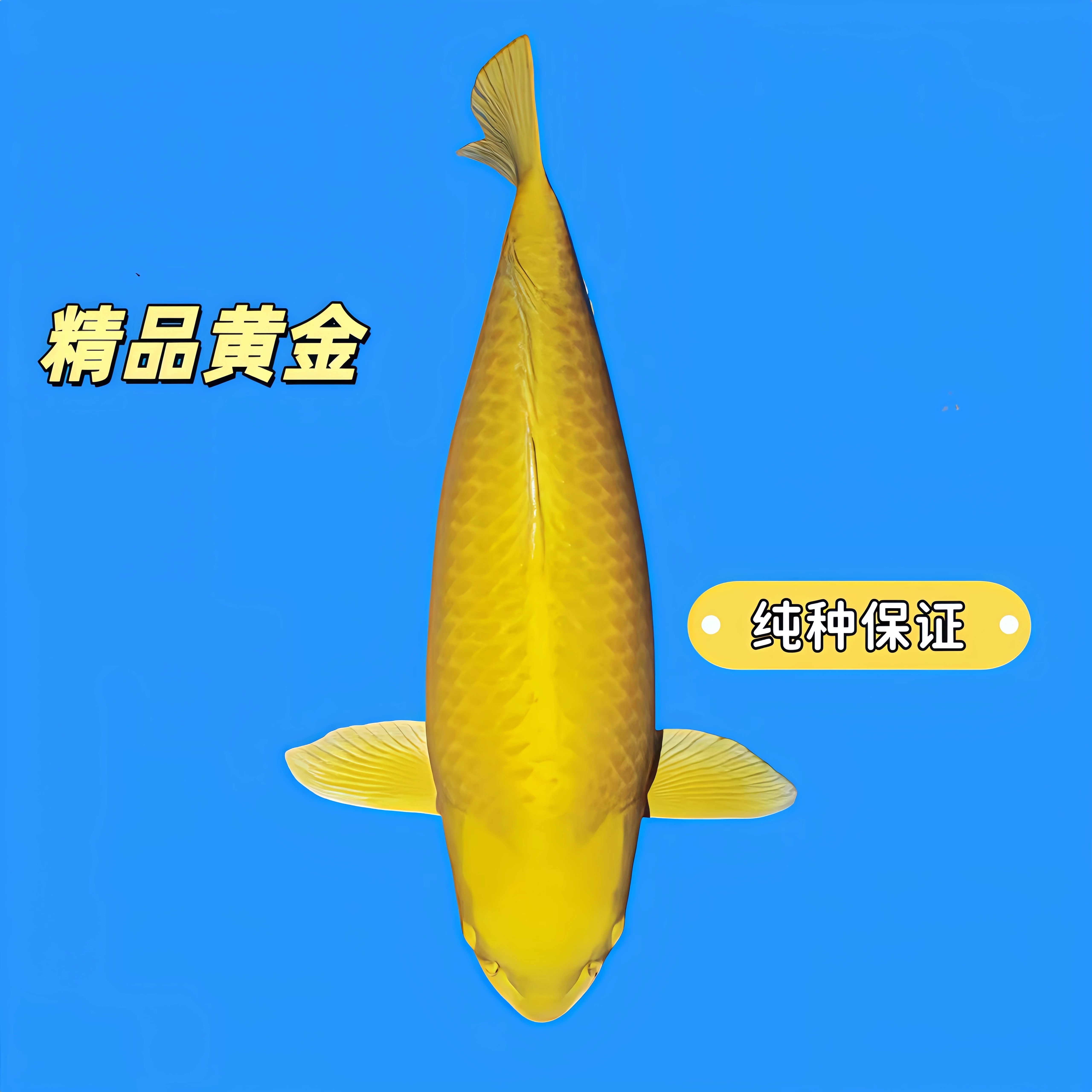 纯种招财黄金锦鲤大型观赏鱼