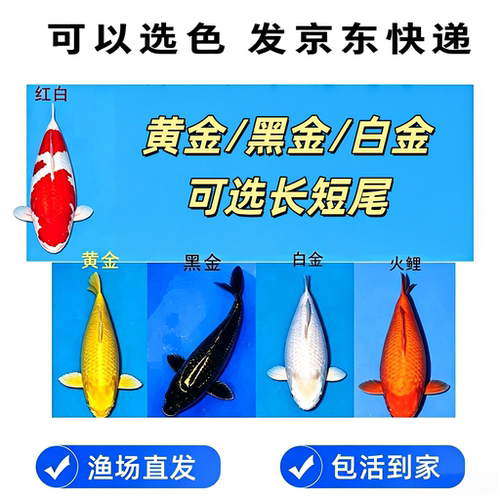 招财黄金白金黑金火鲤红白锦鲤