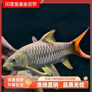 保山蓝吉罗鱼淡水鱼包野原生水族特大可长一米多史式新光唇泰国野