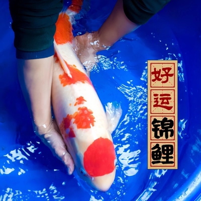 锦鲤活鱼红白三色纯种淡水发财鱼