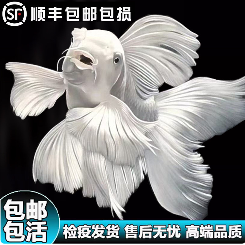 台湾纯种普身白蝴蝶鲤淡水鱼
