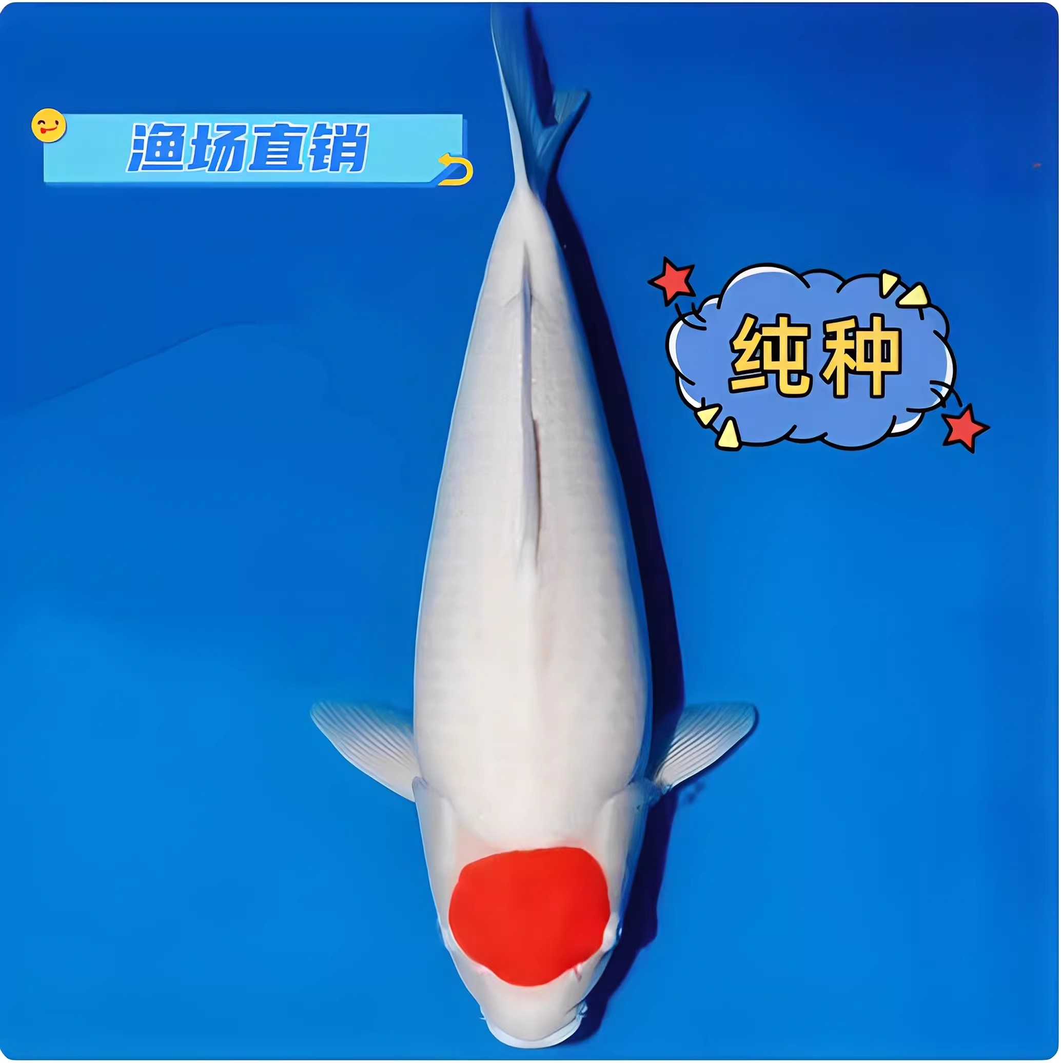 纯种丹顶锦鲤活体日系精品